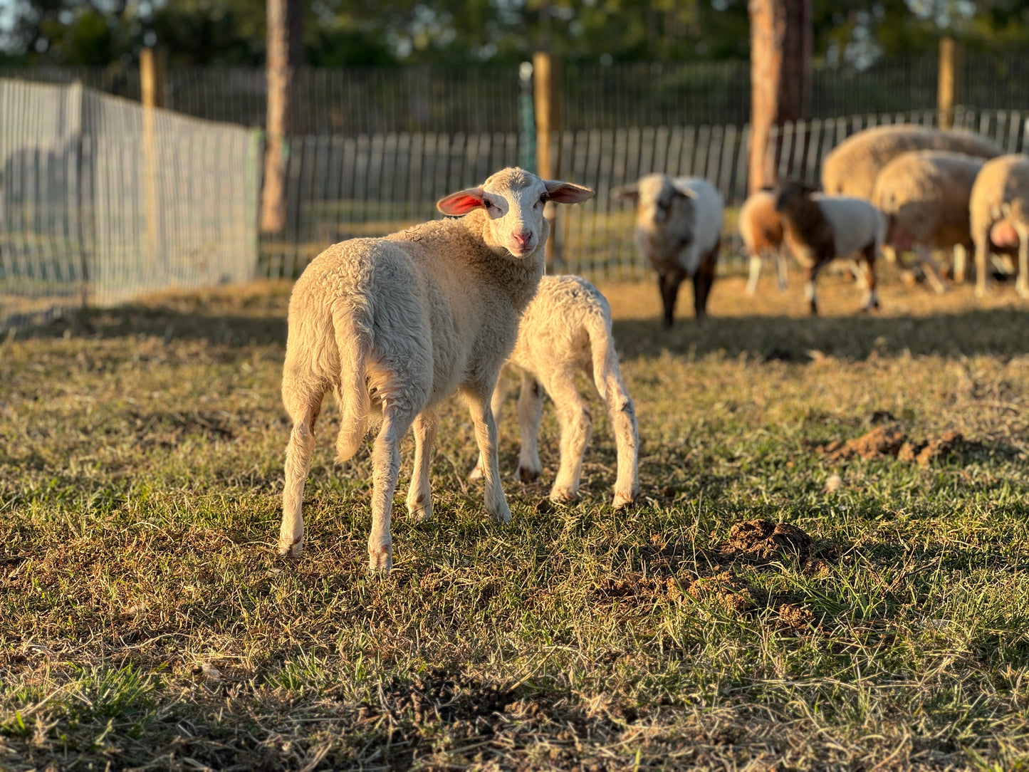 Natural Wool Dryer Ball